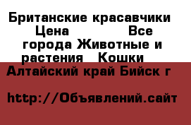 Британские красавчики › Цена ­ 35 000 - Все города Животные и растения » Кошки   . Алтайский край,Бийск г.